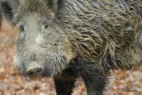 Fleisch vom Schwarzwild ist gesund (Bild: Reinald Döring)