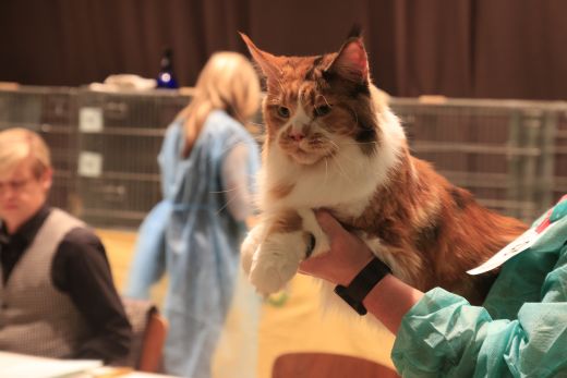 Internationale Katzenausstellung in Wien